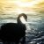 Swan