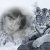 Халеева Елена