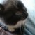 Котенок