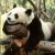 Панда