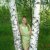 Светлана Байгулова