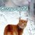 котик дарина