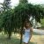 Данильченко Ирина