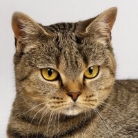 Фролова Анжелика