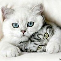 МамаCat