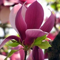 Анна Плисова