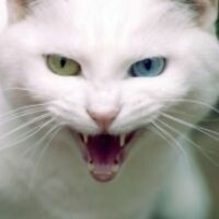 Kissa