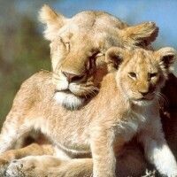 Lioness