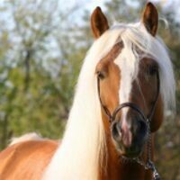 полиночка pony