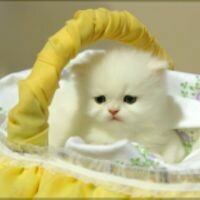 Галина Полякова