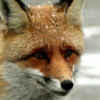 PrettyFox