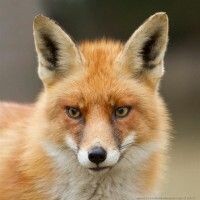 slyFox