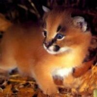 Гусейнова Карина