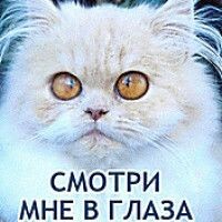 Лямурр Любофф