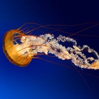 MEDUZA